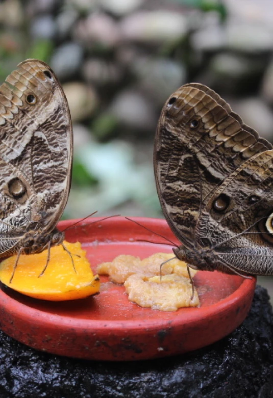 Mariposario